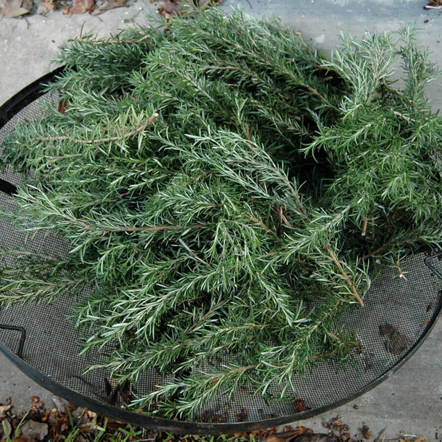 Rosemary Pruning by lisascenic