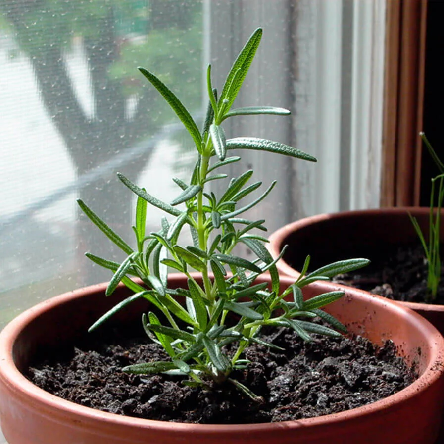 Rosemary in a pot by Indigo Nightbird