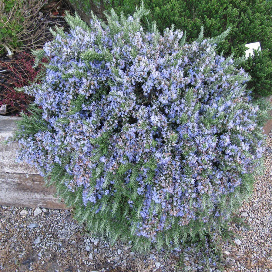 Rosmarinus officinalis Prostratus by Leonora Ellie Enking