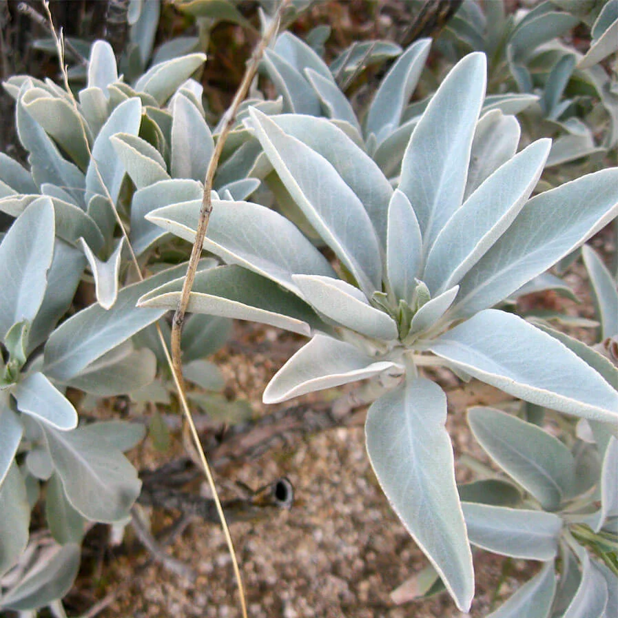 Salvia Apiana White Sage by Penelope Noel Gillette