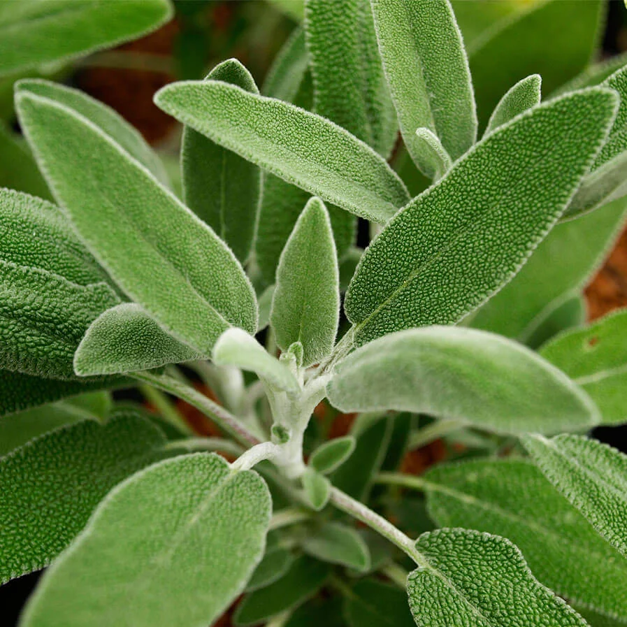 Salvia Fruticosa by Scott Zona