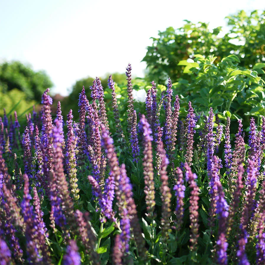 Salvia Nemerosa Woodland Sage by FD Richards