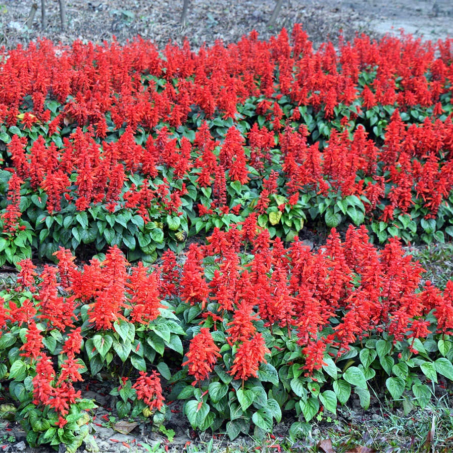 Salvia Splendens Scarlet Sage by Qazi Mahmud Hussain Rumon