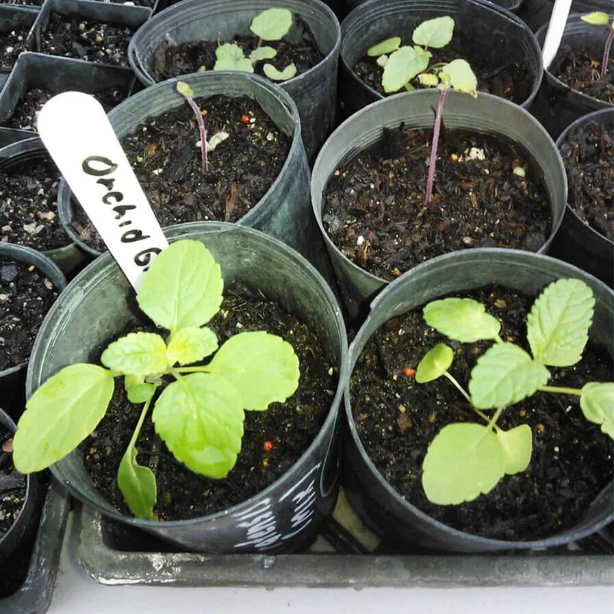 Salvia microphylla Seedlings of the Variety Orchid Glow by Annette Wright