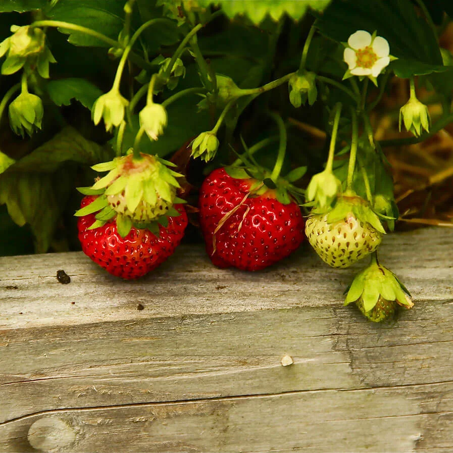 Strawberries by Chris Burke