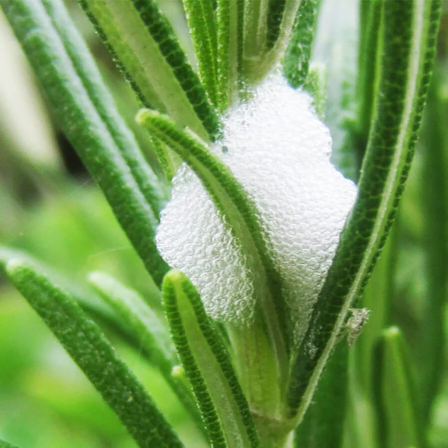 The larva stage of the Frog Hopper Aphid on Rosemary by Les