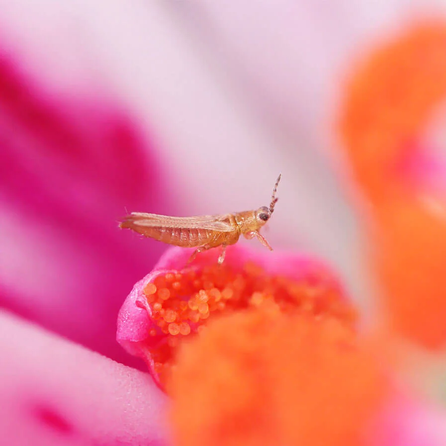 Thrips in Geranium by Marie