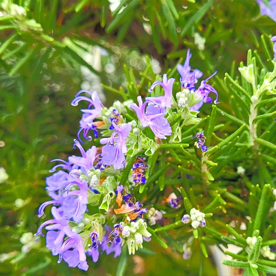 Tuscan Blue Rosemary by Jesse Martin Kahn