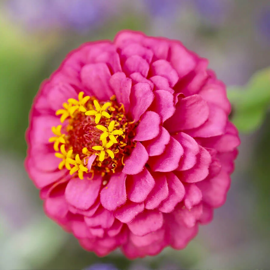 Zinnia by Carol Aka