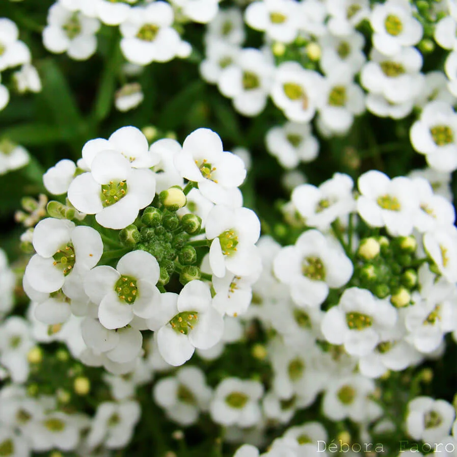 lobularia maritima by Debora