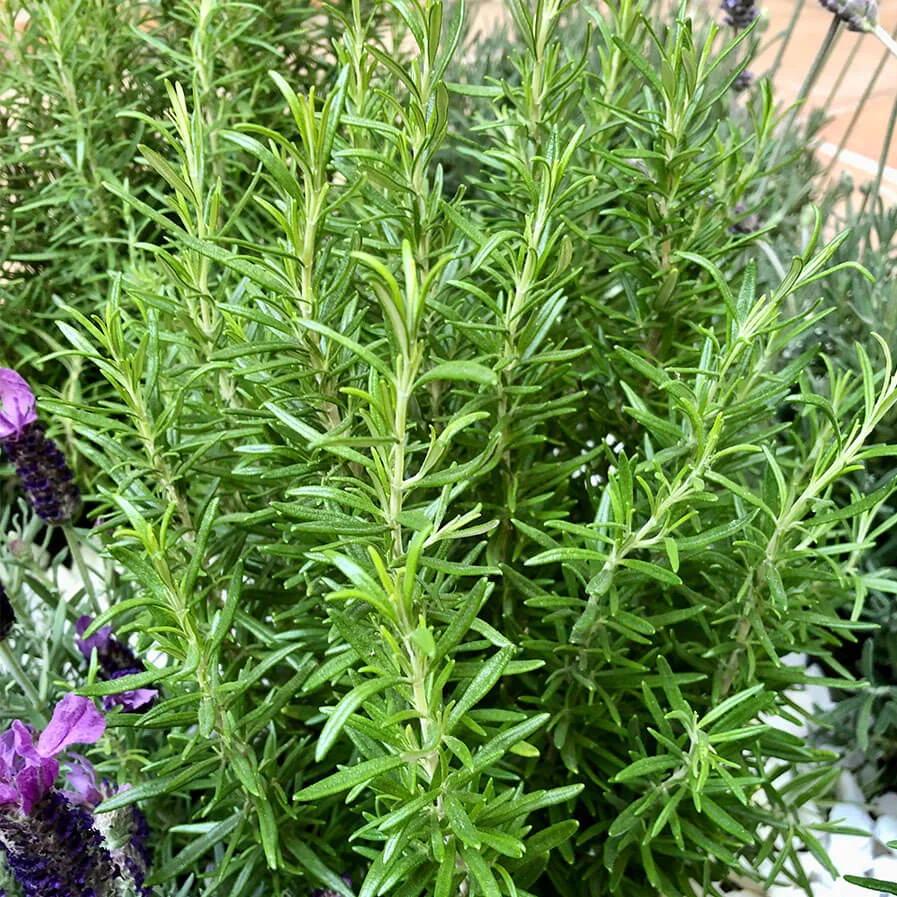 rosemary with lavandula stoechas by alberto conde