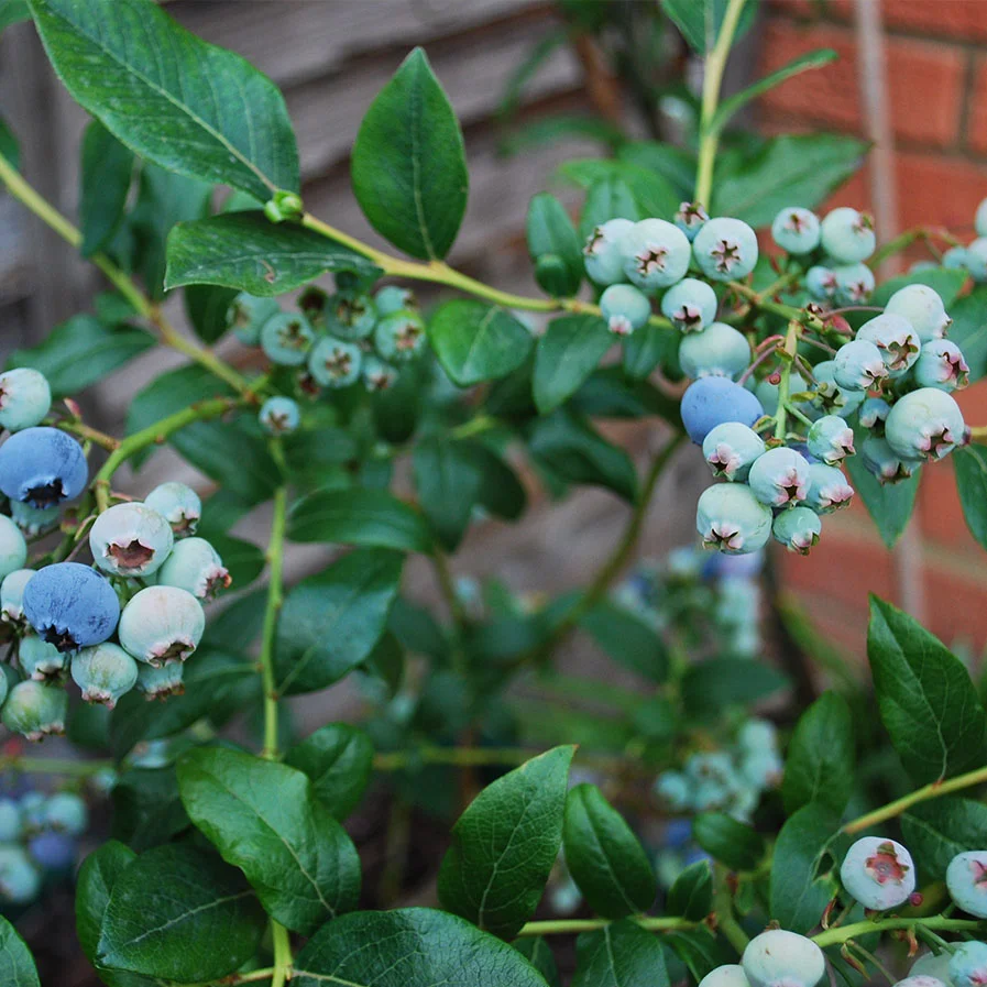 Blueberry Bush by Martin Stone