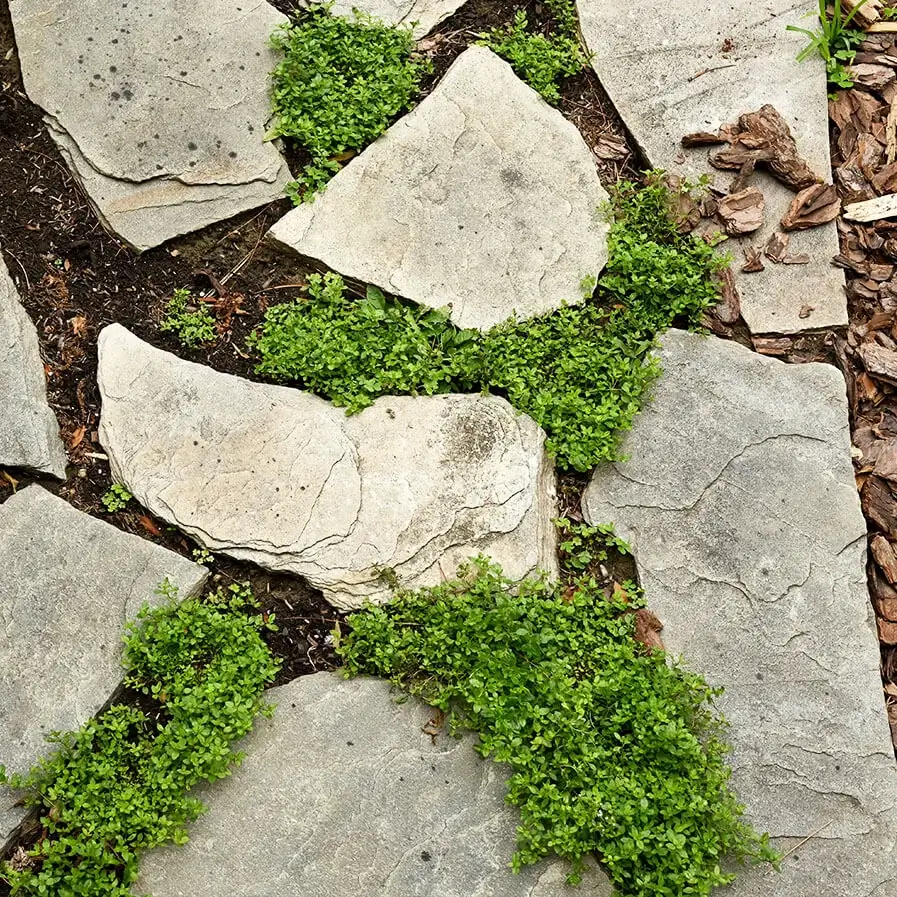 Creeping purple thyme by Stephen Melkisethian