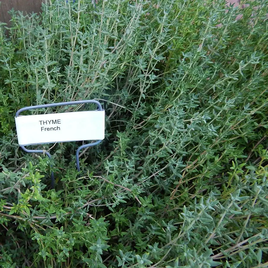 French Thyme Thymus Vulgaris by Rebecca McMahon