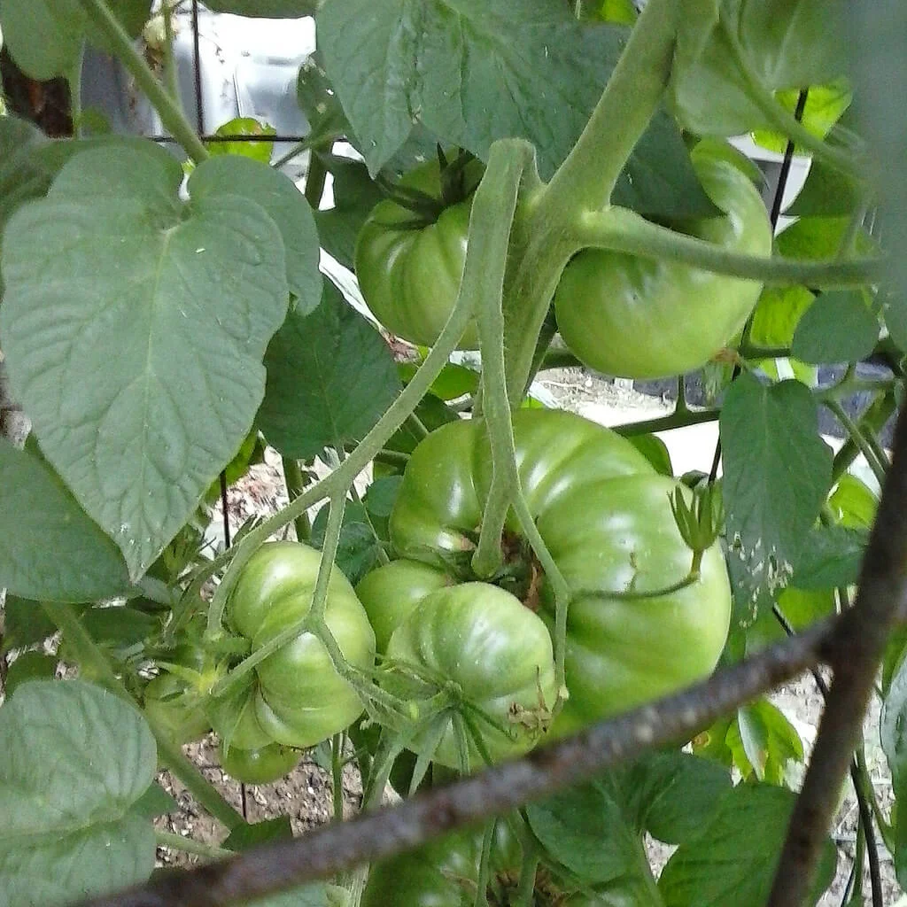 Heirloom Tomatoes by Edgar and Ron