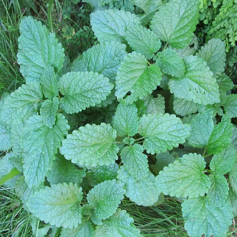 Lemon Balm by Hulya