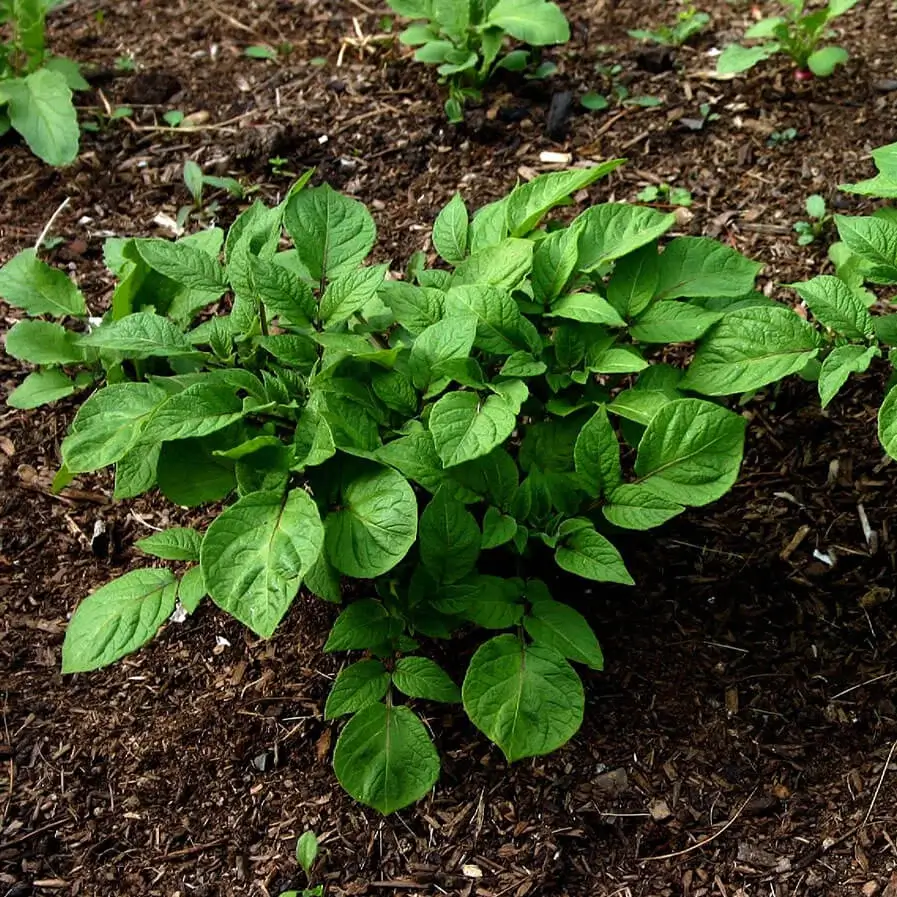 Potato Plants by Lilbenne