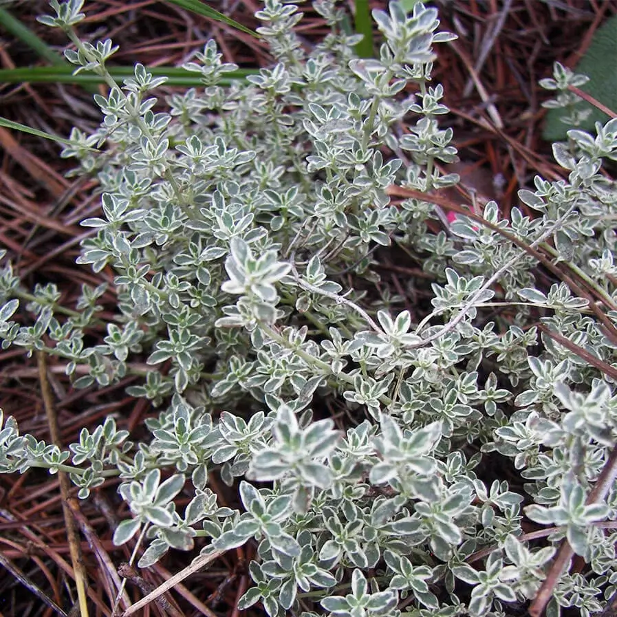 Silver Thyme Thymus Vulgaris Argenteus by Jennshack