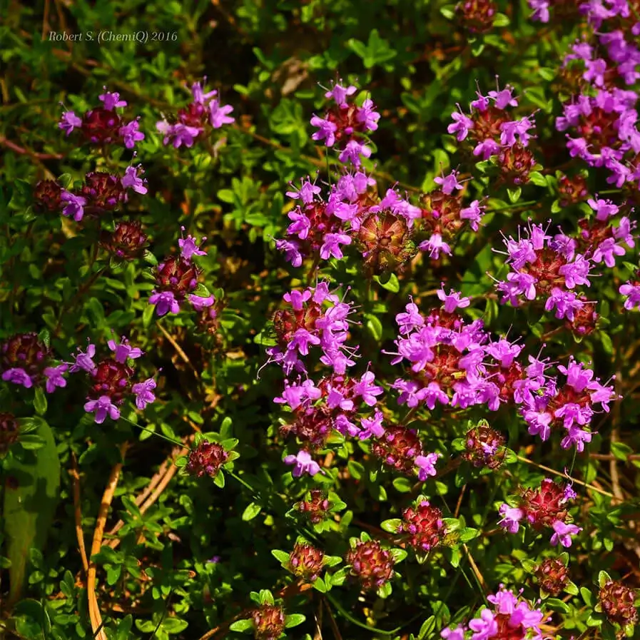 Thymus pulegioides by Robert S