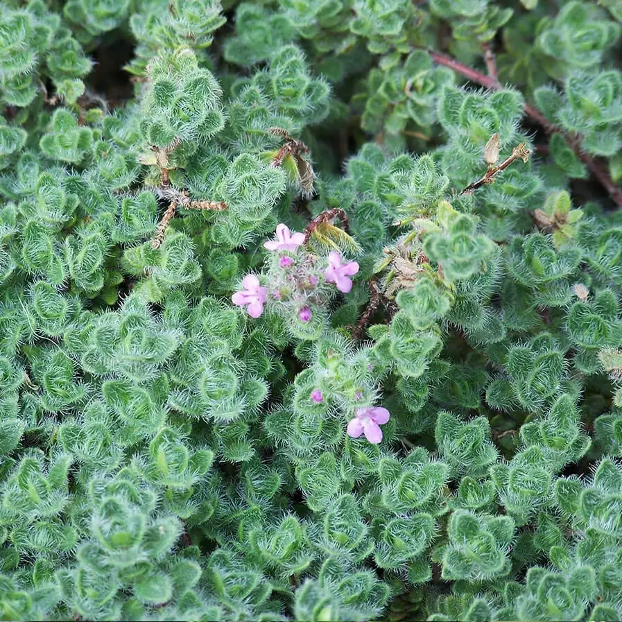 Woolly Thyme in bloom by Patrick Standish