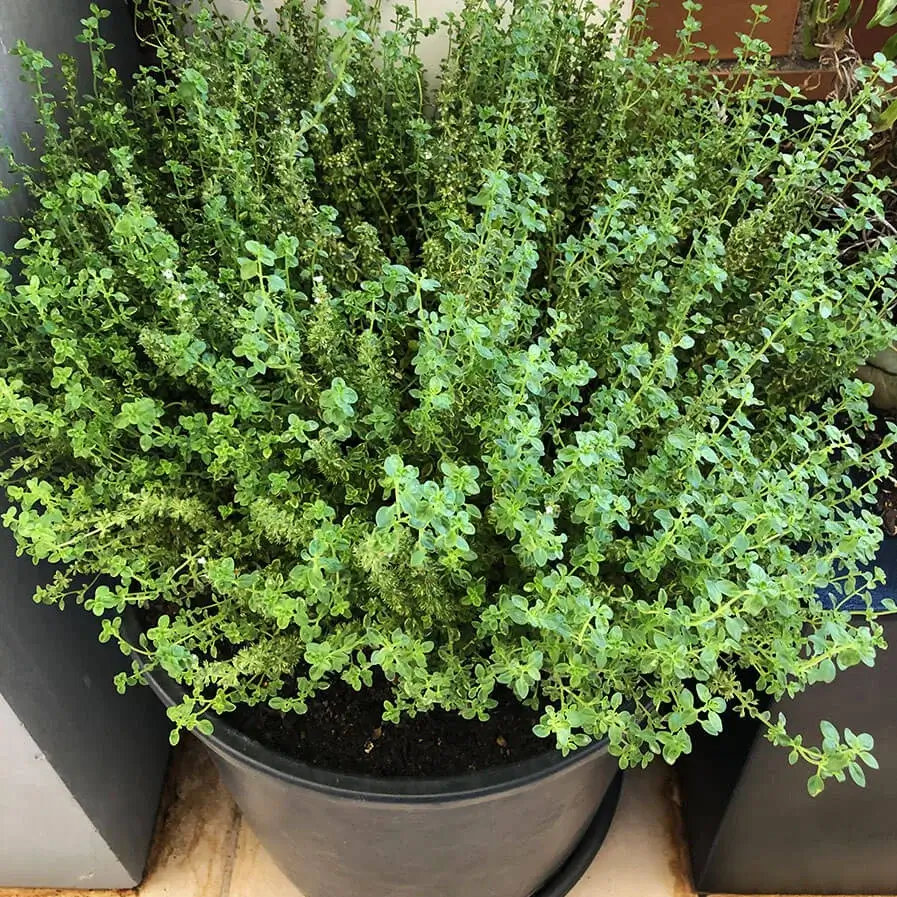 lemon thyme in a container by alberto conde