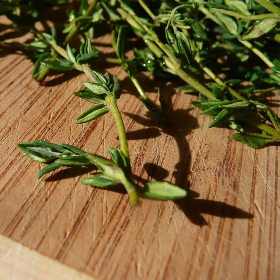 thyme cuttings by DK10 I stove with a house