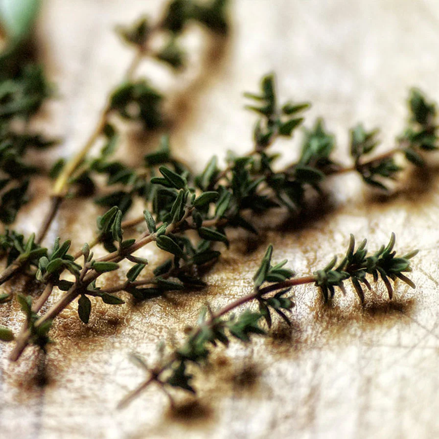 thyme cuttings by bunbunlife