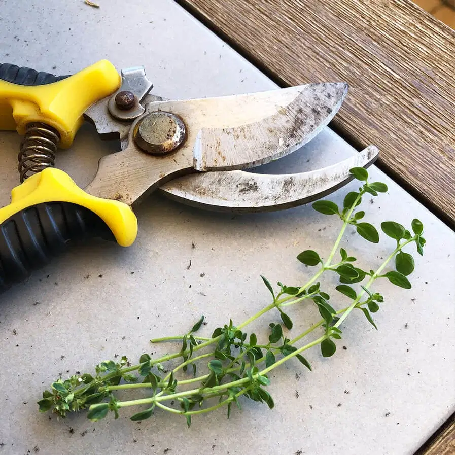 Thyme Pruning by Alberto Conde