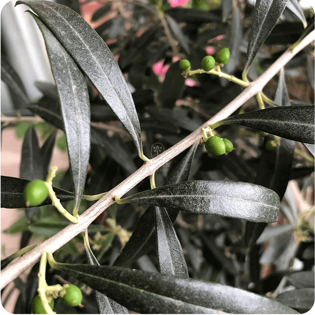 First olives ripening at the beginning of fall