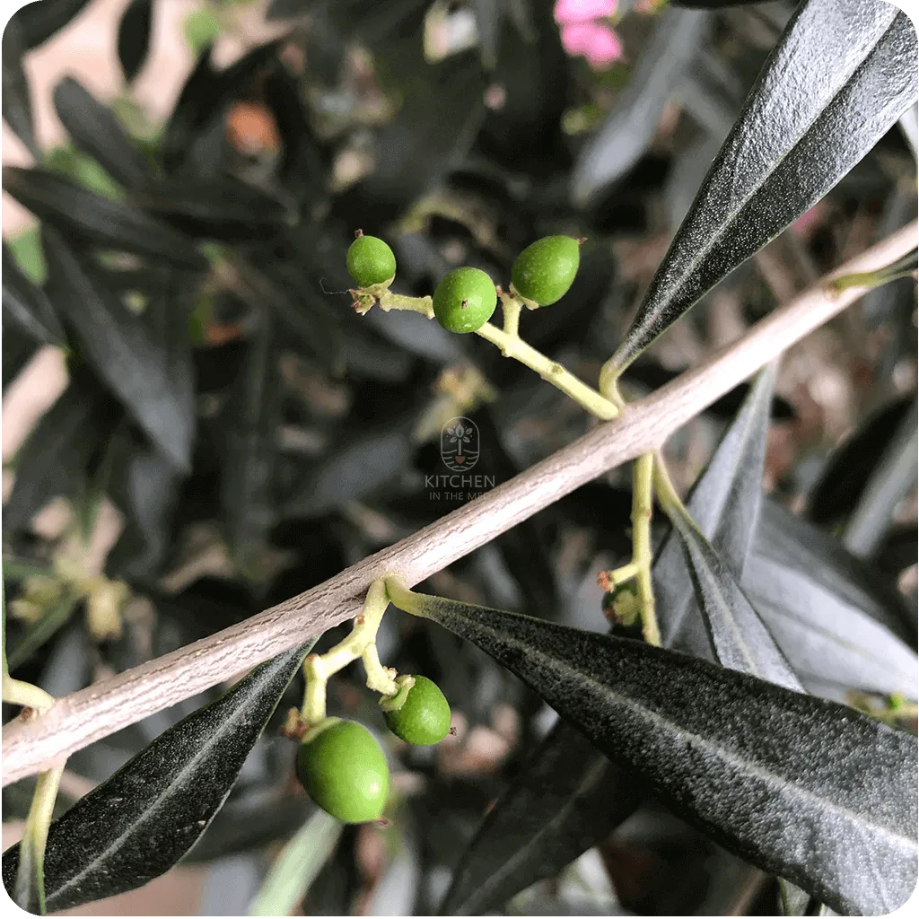 First olives ripening at the beginning of fall