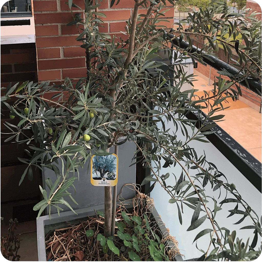 Olive tree in a container in the spring