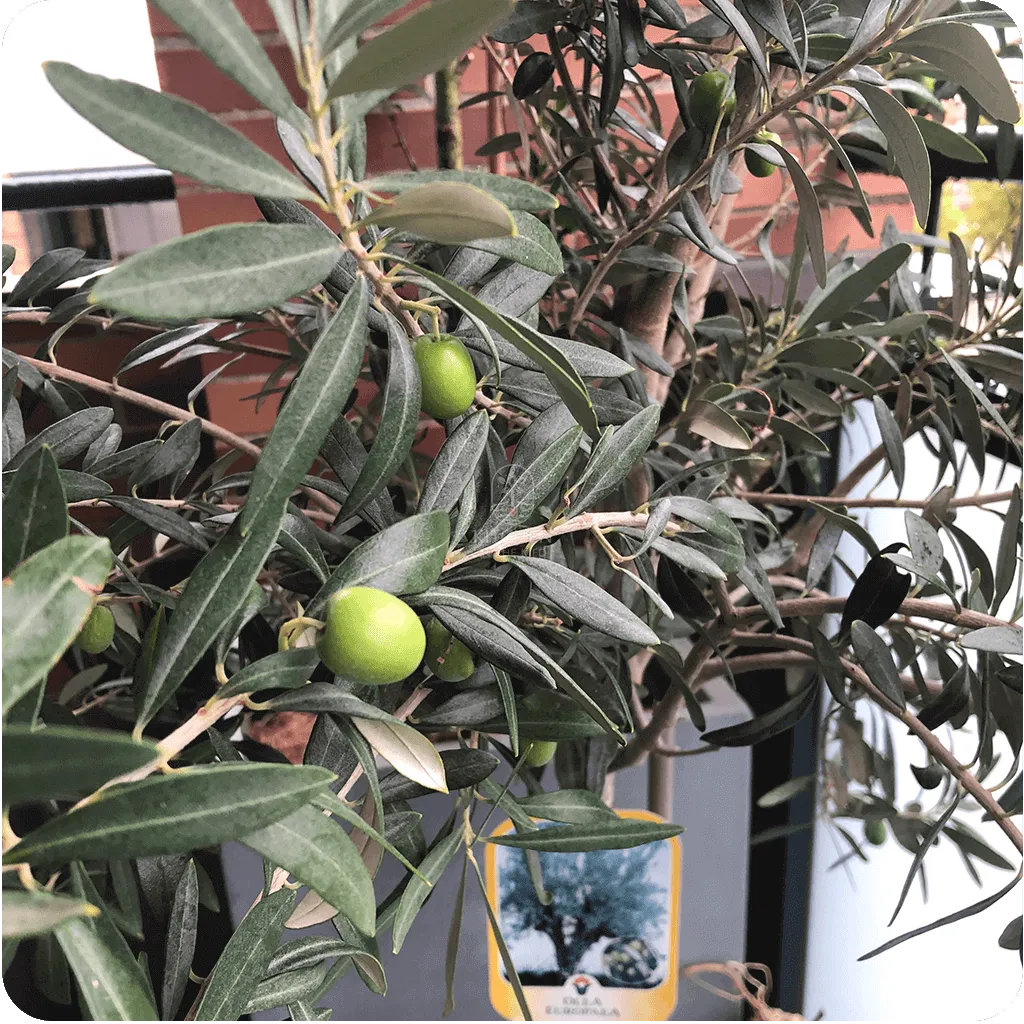 First olives ripening at the beginning of fall