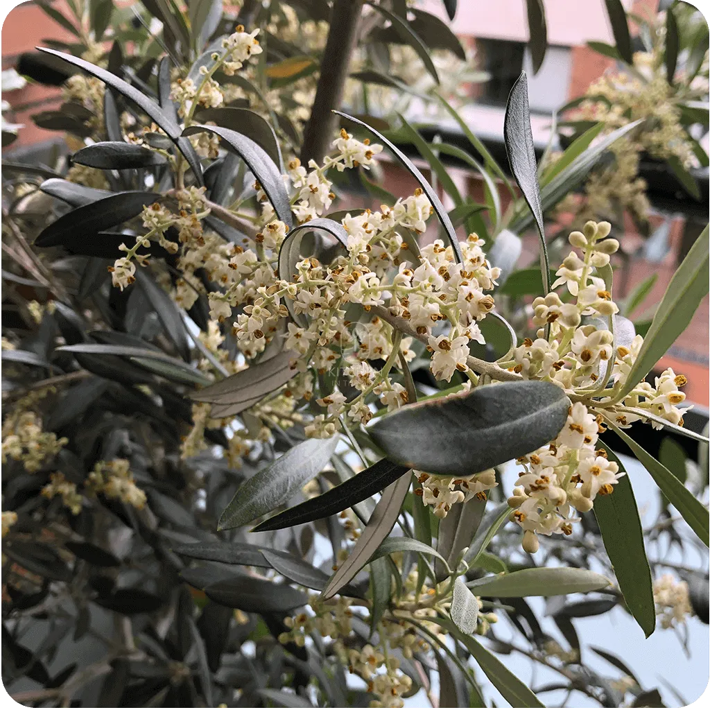 Same Olive tree flowering in the spring