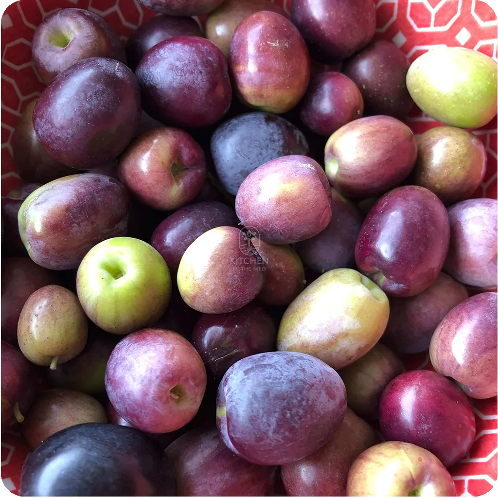 olive mini harvest