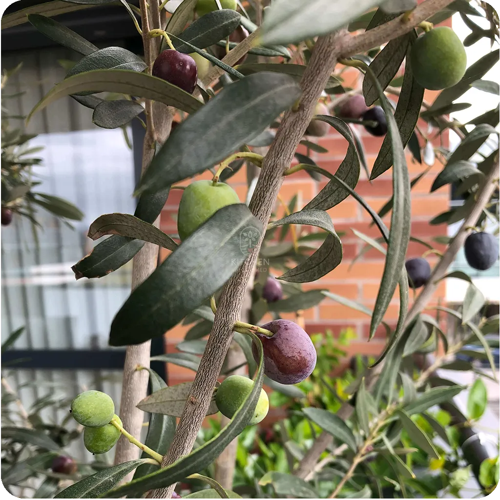 olives ripening