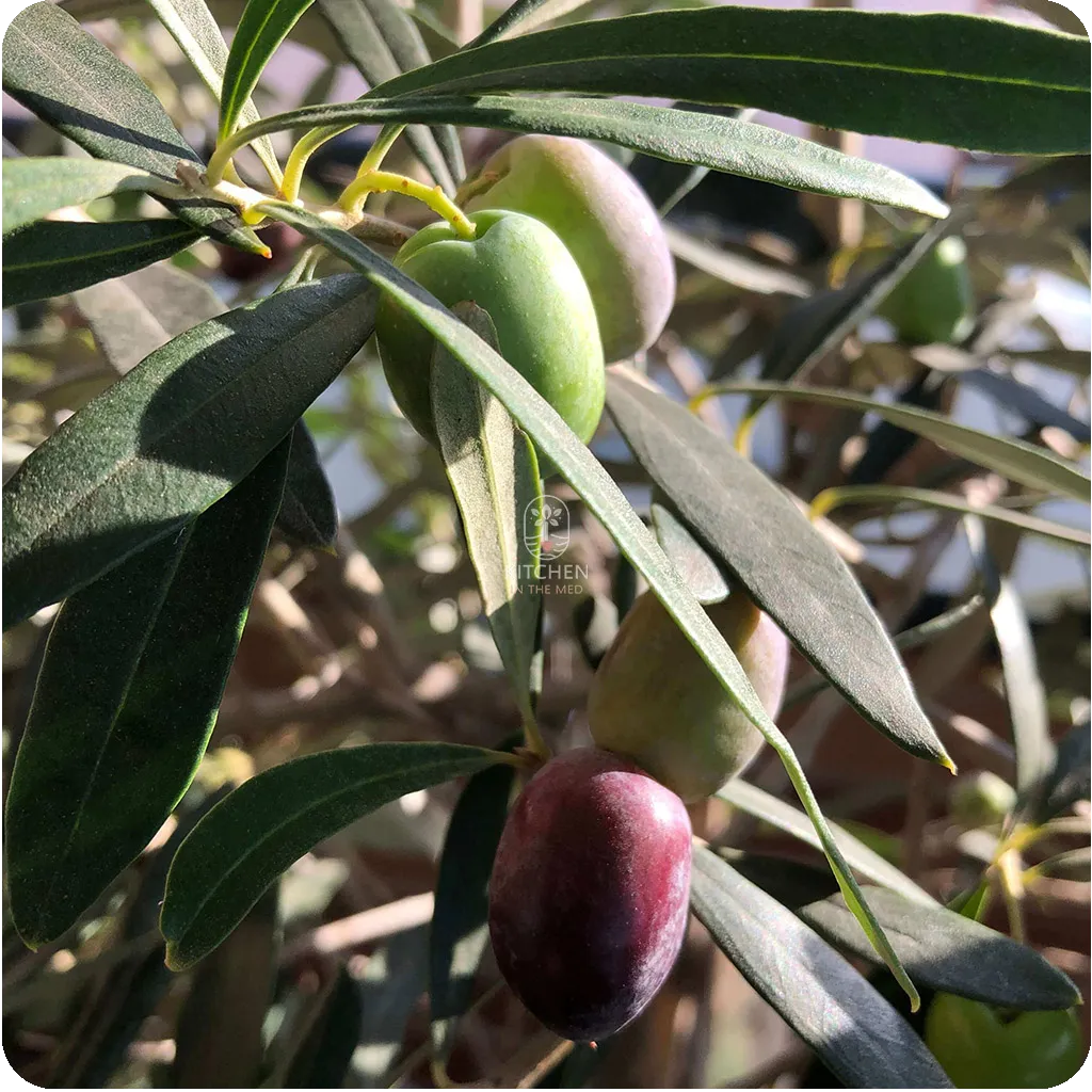 olives ripening