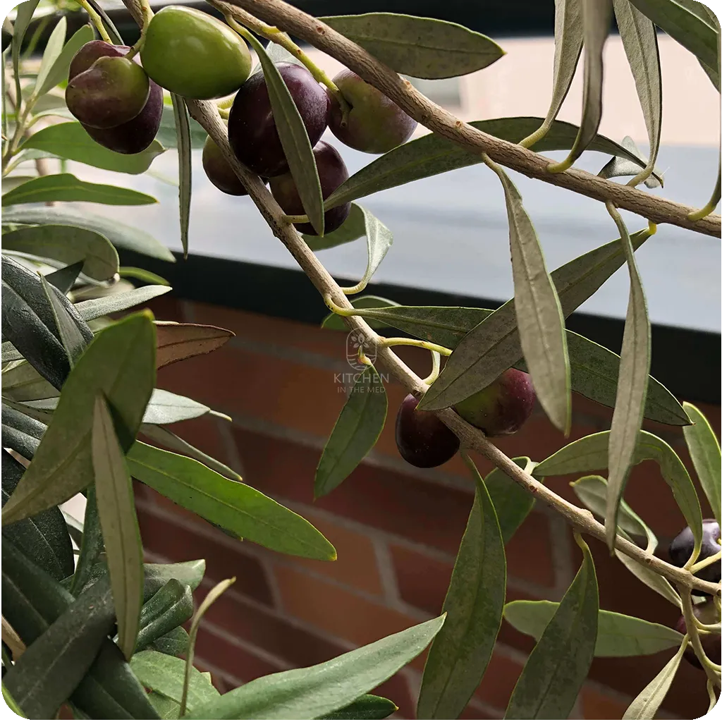 olives ripening