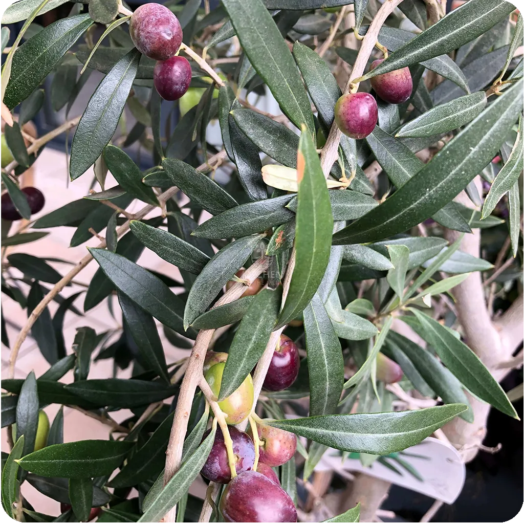 olives ripening